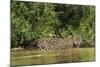 Brazil, Pantanal. Wild jaguar in water.-Jaynes Gallery-Mounted Photographic Print