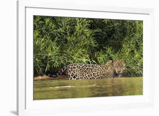 Brazil, Pantanal. Wild jaguar in water.-Jaynes Gallery-Framed Photographic Print