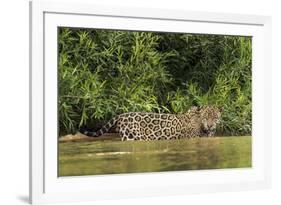 Brazil, Pantanal. Wild jaguar in water.-Jaynes Gallery-Framed Photographic Print