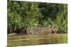 Brazil, Pantanal. Wild jaguar in water.-Jaynes Gallery-Mounted Photographic Print