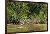 Brazil, Pantanal. Wild jaguar in water.-Jaynes Gallery-Framed Photographic Print