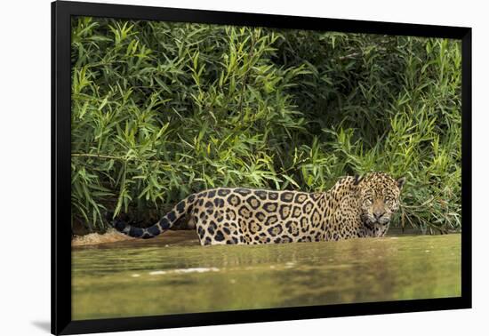 Brazil, Pantanal. Wild jaguar in water.-Jaynes Gallery-Framed Photographic Print