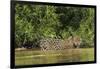 Brazil, Pantanal. Wild jaguar in water.-Jaynes Gallery-Framed Photographic Print