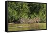 Brazil, Pantanal. Wild jaguar in water.-Jaynes Gallery-Framed Stretched Canvas