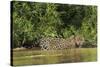 Brazil, Pantanal. Wild jaguar in water.-Jaynes Gallery-Stretched Canvas