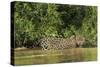 Brazil, Pantanal. Wild jaguar in water.-Jaynes Gallery-Stretched Canvas