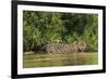 Brazil, Pantanal. Wild jaguar in water.-Jaynes Gallery-Framed Premium Photographic Print