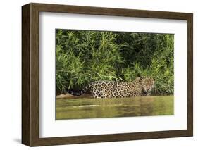 Brazil, Pantanal. Wild jaguar in water.-Jaynes Gallery-Framed Photographic Print