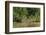 Brazil, Pantanal. Wild jaguar in water.-Jaynes Gallery-Framed Photographic Print