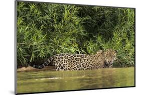 Brazil, Pantanal. Wild jaguar in water.-Jaynes Gallery-Mounted Photographic Print