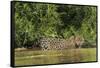 Brazil, Pantanal. Wild jaguar in water.-Jaynes Gallery-Framed Stretched Canvas