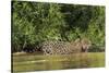 Brazil, Pantanal. Wild jaguar in water.-Jaynes Gallery-Stretched Canvas