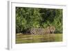 Brazil, Pantanal. Wild jaguar in water.-Jaynes Gallery-Framed Photographic Print