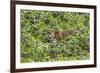 Brazil, Pantanal-Nigel Pavitt-Framed Photographic Print