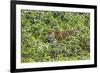 Brazil, Pantanal-Nigel Pavitt-Framed Photographic Print