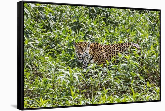 Brazil, Pantanal-Nigel Pavitt-Framed Stretched Canvas