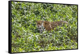 Brazil, Pantanal-Nigel Pavitt-Framed Stretched Canvas