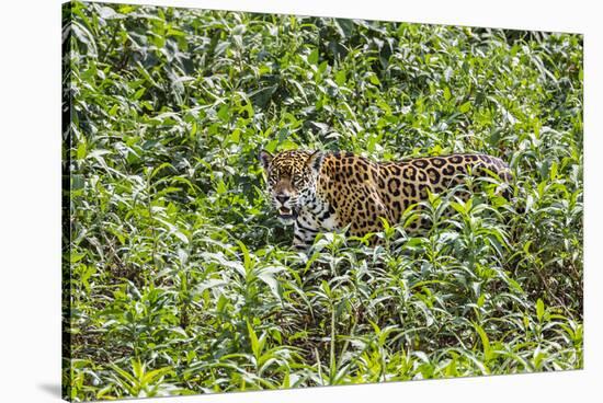 Brazil, Pantanal-Nigel Pavitt-Stretched Canvas