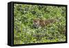 Brazil, Pantanal-Nigel Pavitt-Framed Stretched Canvas