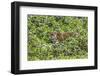 Brazil, Pantanal-Nigel Pavitt-Framed Photographic Print