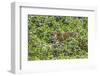 Brazil, Pantanal-Nigel Pavitt-Framed Photographic Print