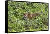 Brazil, Pantanal-Nigel Pavitt-Framed Stretched Canvas