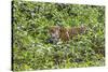 Brazil, Pantanal-Nigel Pavitt-Stretched Canvas