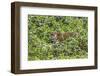 Brazil, Pantanal-Nigel Pavitt-Framed Premium Photographic Print