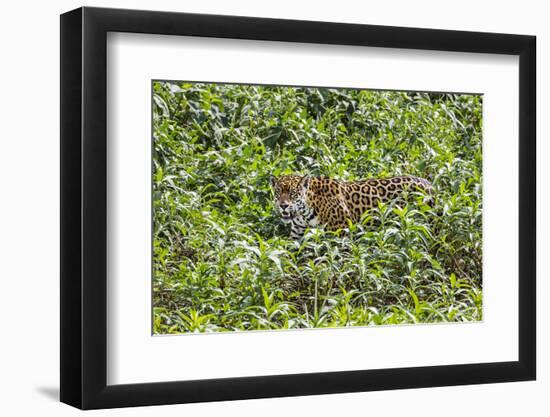 Brazil, Pantanal-Nigel Pavitt-Framed Premium Photographic Print
