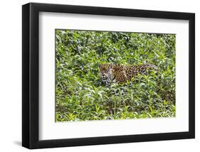 Brazil, Pantanal-Nigel Pavitt-Framed Premium Photographic Print