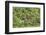 Brazil, Pantanal-Nigel Pavitt-Framed Premium Photographic Print