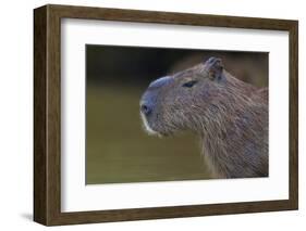 Brazil. Portrait of a capybara in the Pantanal.-Ralph H. Bendjebar-Framed Photographic Print