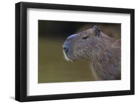 Brazil. Portrait of a capybara in the Pantanal.-Ralph H. Bendjebar-Framed Photographic Print