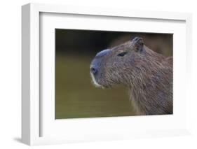 Brazil. Portrait of a capybara in the Pantanal.-Ralph H. Bendjebar-Framed Photographic Print