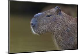 Brazil. Portrait of a capybara in the Pantanal.-Ralph H. Bendjebar-Mounted Photographic Print