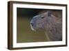 Brazil. Portrait of a capybara in the Pantanal.-Ralph H. Bendjebar-Framed Photographic Print