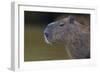 Brazil. Portrait of a capybara in the Pantanal.-Ralph H. Bendjebar-Framed Photographic Print