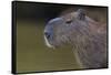 Brazil. Portrait of a capybara in the Pantanal.-Ralph H. Bendjebar-Framed Stretched Canvas