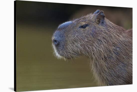 Brazil. Portrait of a capybara in the Pantanal.-Ralph H. Bendjebar-Stretched Canvas