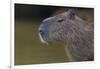 Brazil. Portrait of a capybara in the Pantanal.-Ralph H. Bendjebar-Framed Photographic Print