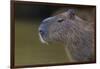 Brazil. Portrait of a capybara in the Pantanal.-Ralph H. Bendjebar-Framed Photographic Print