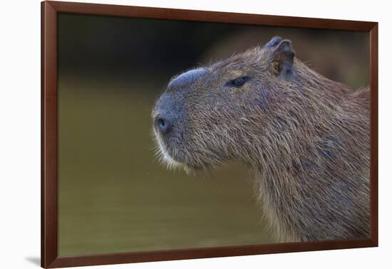 Brazil. Portrait of a capybara in the Pantanal.-Ralph H. Bendjebar-Framed Photographic Print