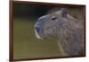 Brazil. Portrait of a capybara in the Pantanal.-Ralph H. Bendjebar-Framed Photographic Print