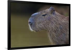 Brazil. Portrait of a capybara in the Pantanal.-Ralph H. Bendjebar-Framed Photographic Print