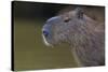 Brazil. Portrait of a capybara in the Pantanal.-Ralph H. Bendjebar-Stretched Canvas