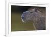 Brazil. Portrait of a capybara in the Pantanal.-Ralph H. Bendjebar-Framed Photographic Print