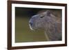 Brazil. Portrait of a capybara in the Pantanal.-Ralph H. Bendjebar-Framed Photographic Print