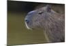 Brazil. Portrait of a capybara in the Pantanal.-Ralph H. Bendjebar-Mounted Photographic Print