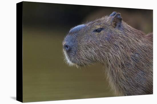 Brazil. Portrait of a capybara in the Pantanal.-Ralph H. Bendjebar-Stretched Canvas