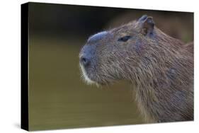 Brazil. Portrait of a capybara in the Pantanal.-Ralph H. Bendjebar-Stretched Canvas